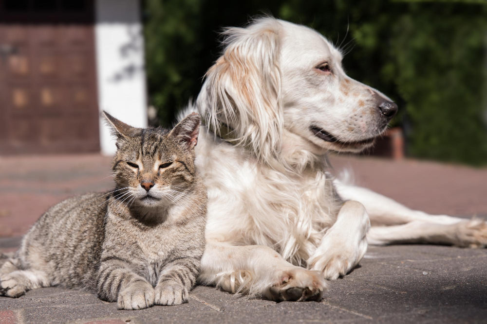 http://www.gotpetsupplies.com/cdn/shop/articles/dog-cat-playing-together-outdoor-cat-dog-friendship-cat-dog-love.jpg?v=1699551616