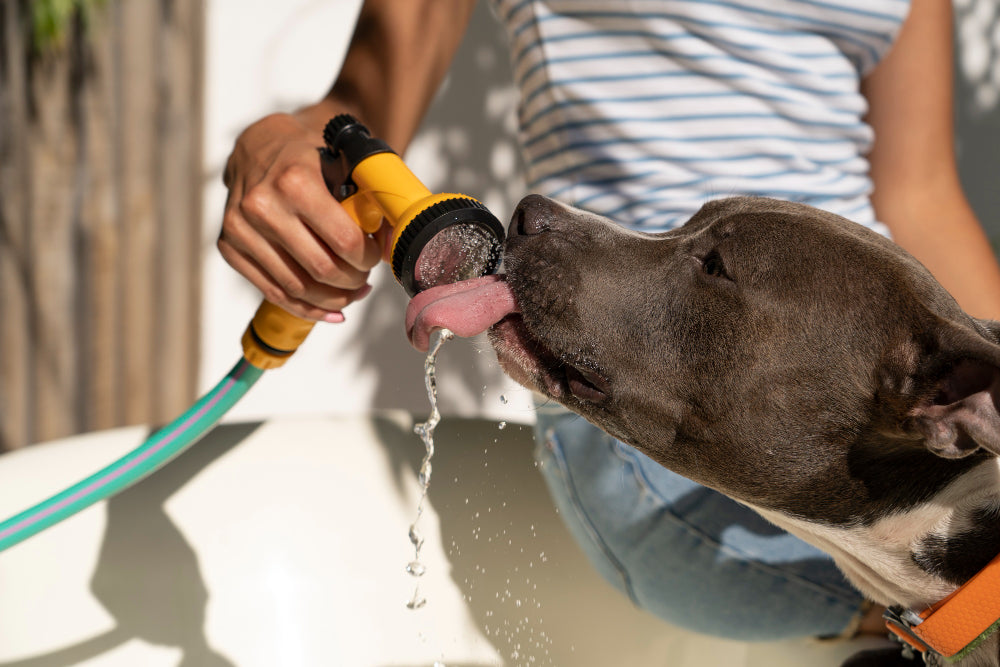 Beat the Heat: Essential Tips for Keeping Your Pets Cool During a Heat Wave