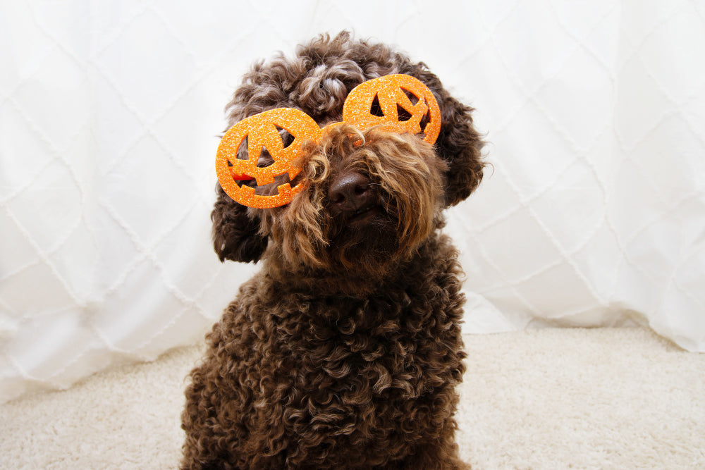 Keep Your Pets Safe This Halloween! Essential Tips Inside!